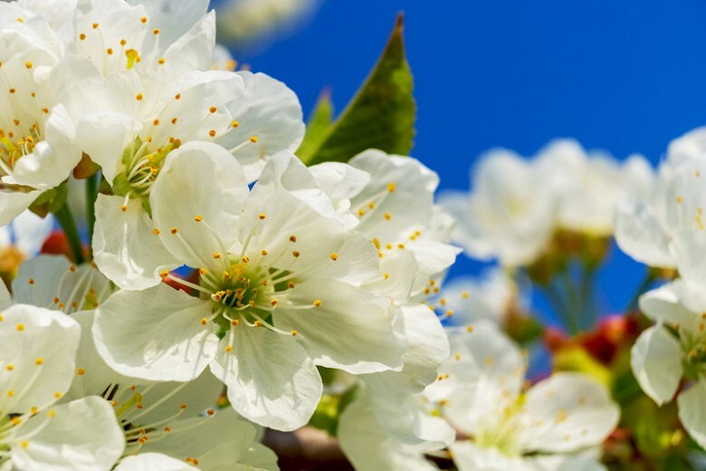 European Sweet Cherry Tree | Premium Seeds | Prunus avium ‘Spring’ | Plants’®