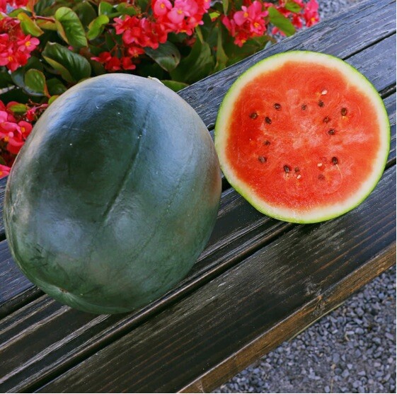 Sugar Baby Watermelon Seeds 25 Fresh Seeds Garden Planting Non-GMO Order!