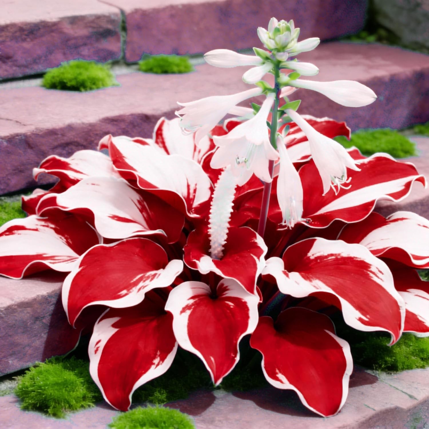 200+ Hosta Seeds for Planting, Perennial Hosta Seed, Attract Pollinators, Non-GM