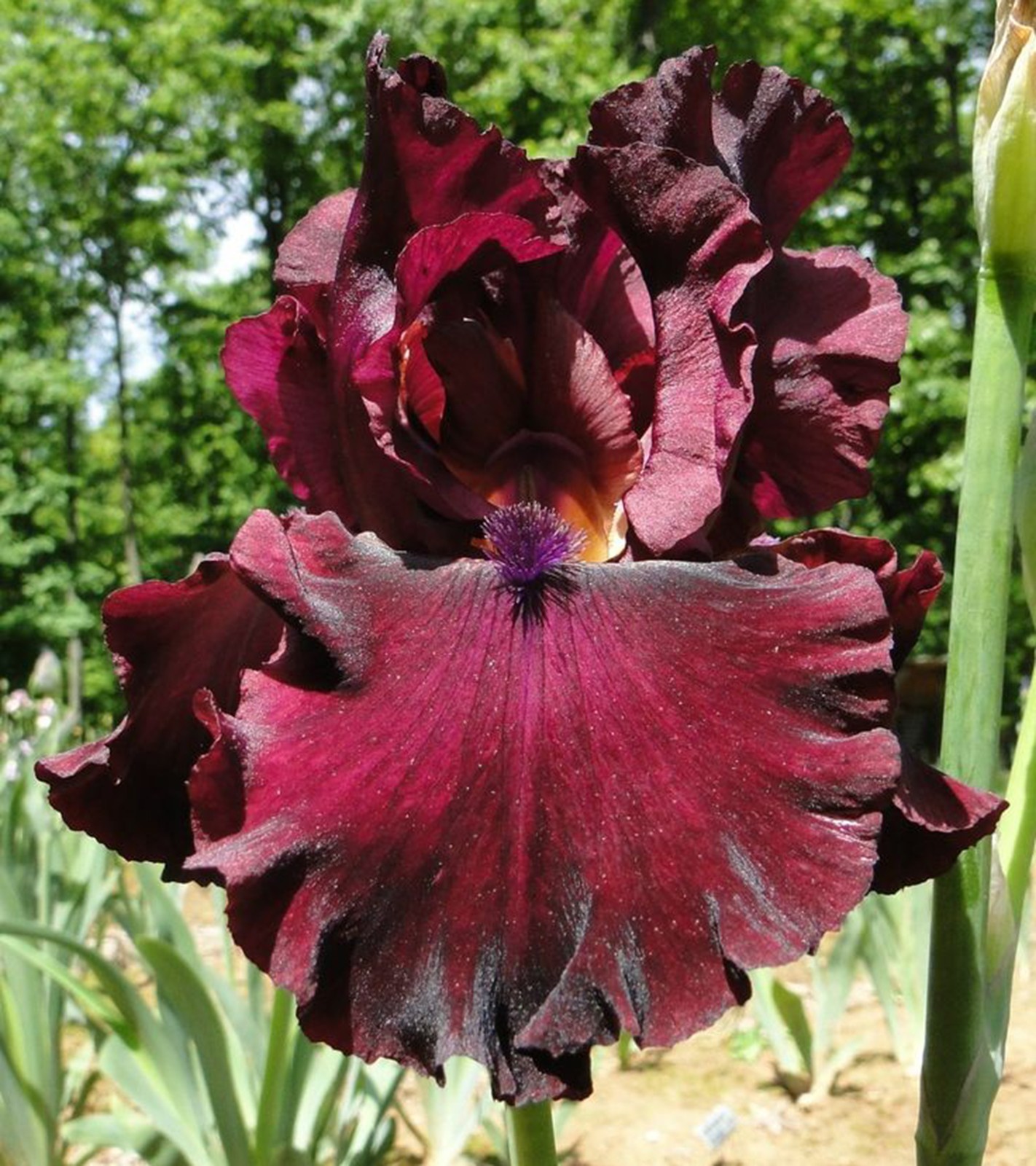 **RIO ROJO** Tall Bearded Iris. Freshly Dug, Combined Shipping: Jul-Sep