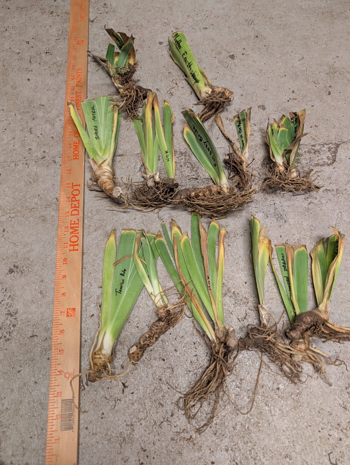 13+ Iris Rhizomes, 10 Different Named Varieties, & at least 3 extras. Bag 24