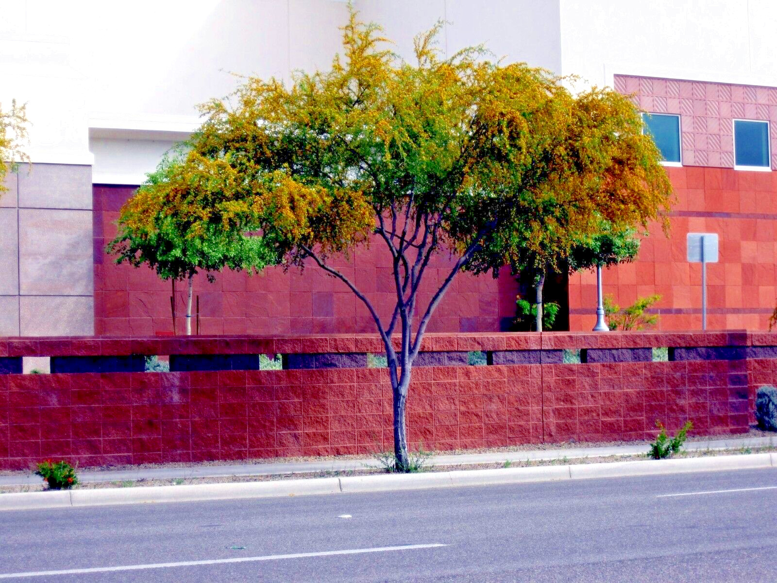 10 SWEET ACACIA Mimosa Tree Seeds (Acacia farnesiana) Wattle Flower Fast Growing