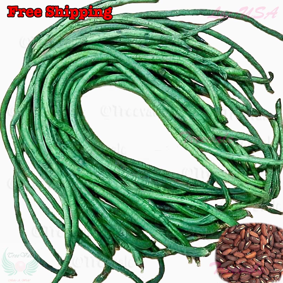 DARK GREEN Yardlong Bean, Asparagus Bean, Snake Bean, Chinese Long Bean Seeds