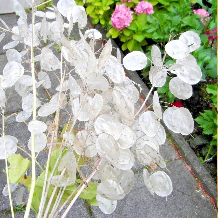 50+MONEY PLANT Flower Seeds Native Wildflower Ornamental Garden Container Easy