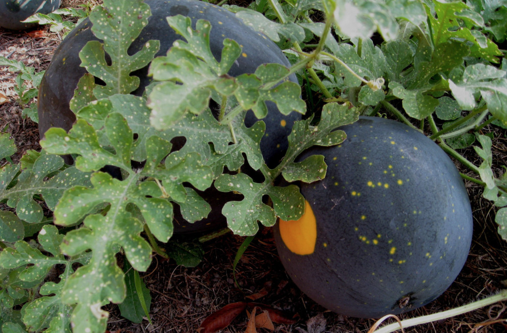 Organic Moon and Stars Watermelon – Citrullus lanatus