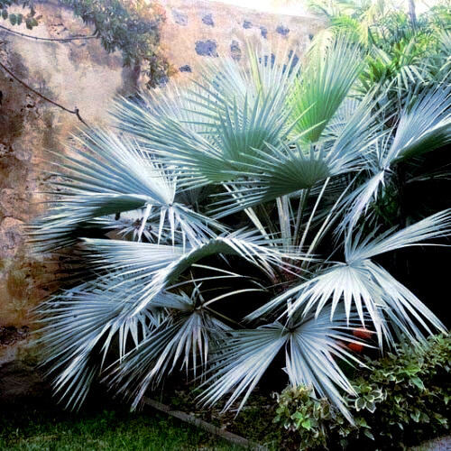 100 Mexican Blue Hesper Fan Palm Tree Seeds Grey Goddess Tropical Cold Hardy!