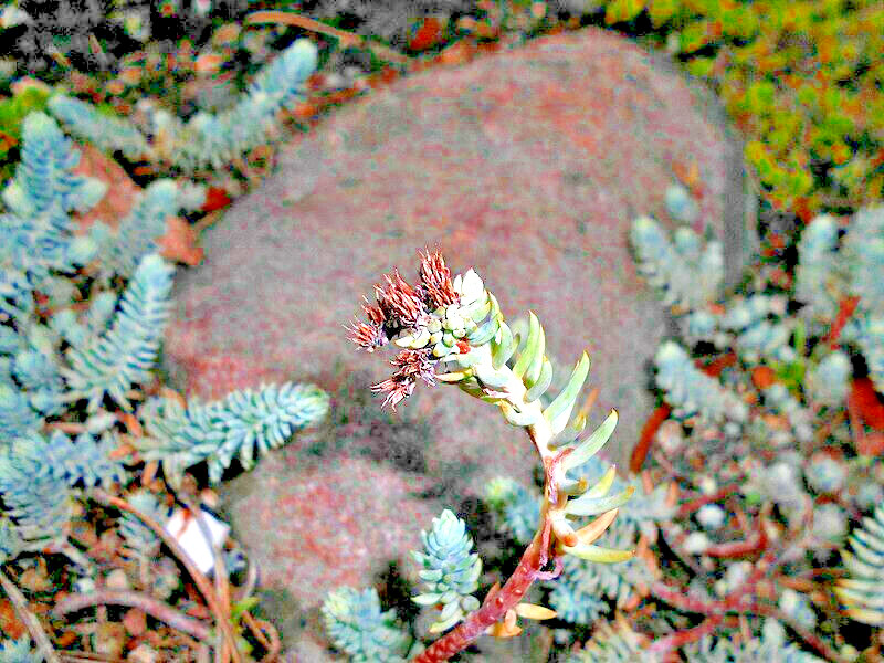 SEDUM BLUE SPRUCE 200 SEEDS, HARDY SEDUM, YELLOW FLOWERS IN SUMMER, EZ TO GROW.