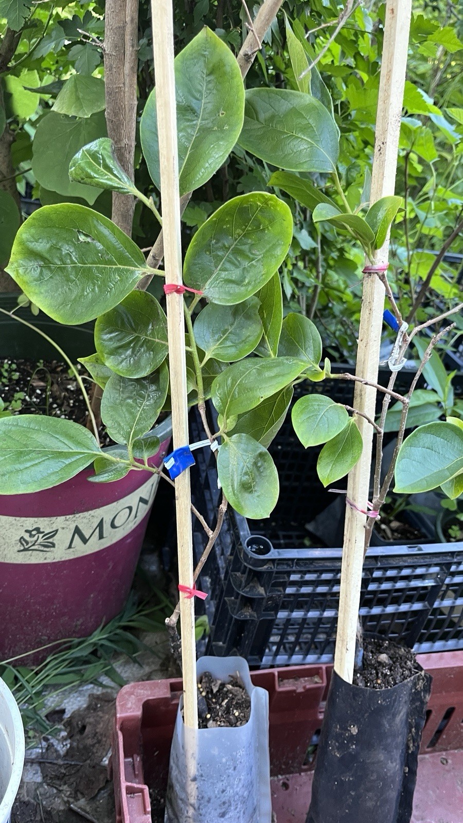 Saijo Asian Persimmon, grafted, 12-18 inches tall live tree plant