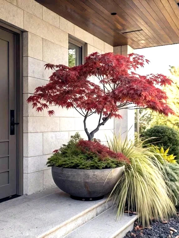 10 DWARF Japanese Red Linear Leaf Maple Tree Seeds Acer Scolopendrifolium Bonsai