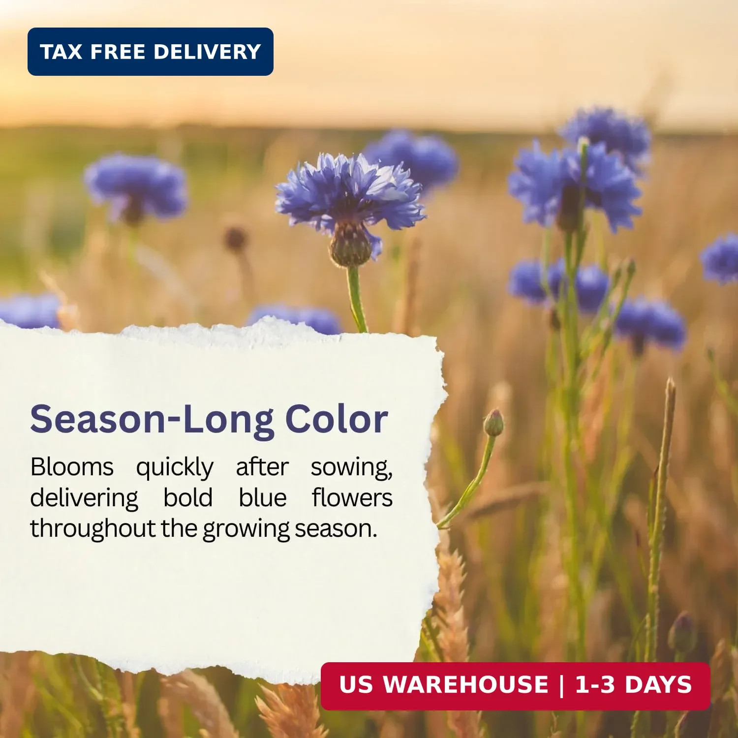 Bachelor Button Seeds – Blue Cornflower – 5,500+ Seeds – 1 oz Bulk Extra Large R