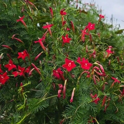 Rare Red Cypress Vine 40+ Seeds, Cardinal Creeper (Ipomoea quamoclit) Organic