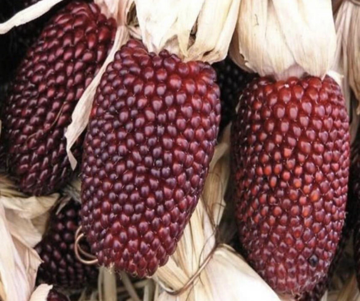 4 Packets -Blue Corn-Glass Gem Corn-Japanese Baby Corn-Strawberry Corn Seeds-US