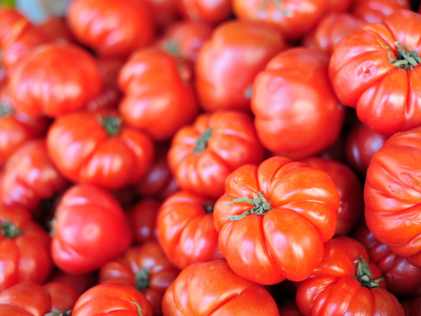 Organic Beefsteak Tomato Seeds | Heirloom | Non-GMO | INDETERMINATE (40)
