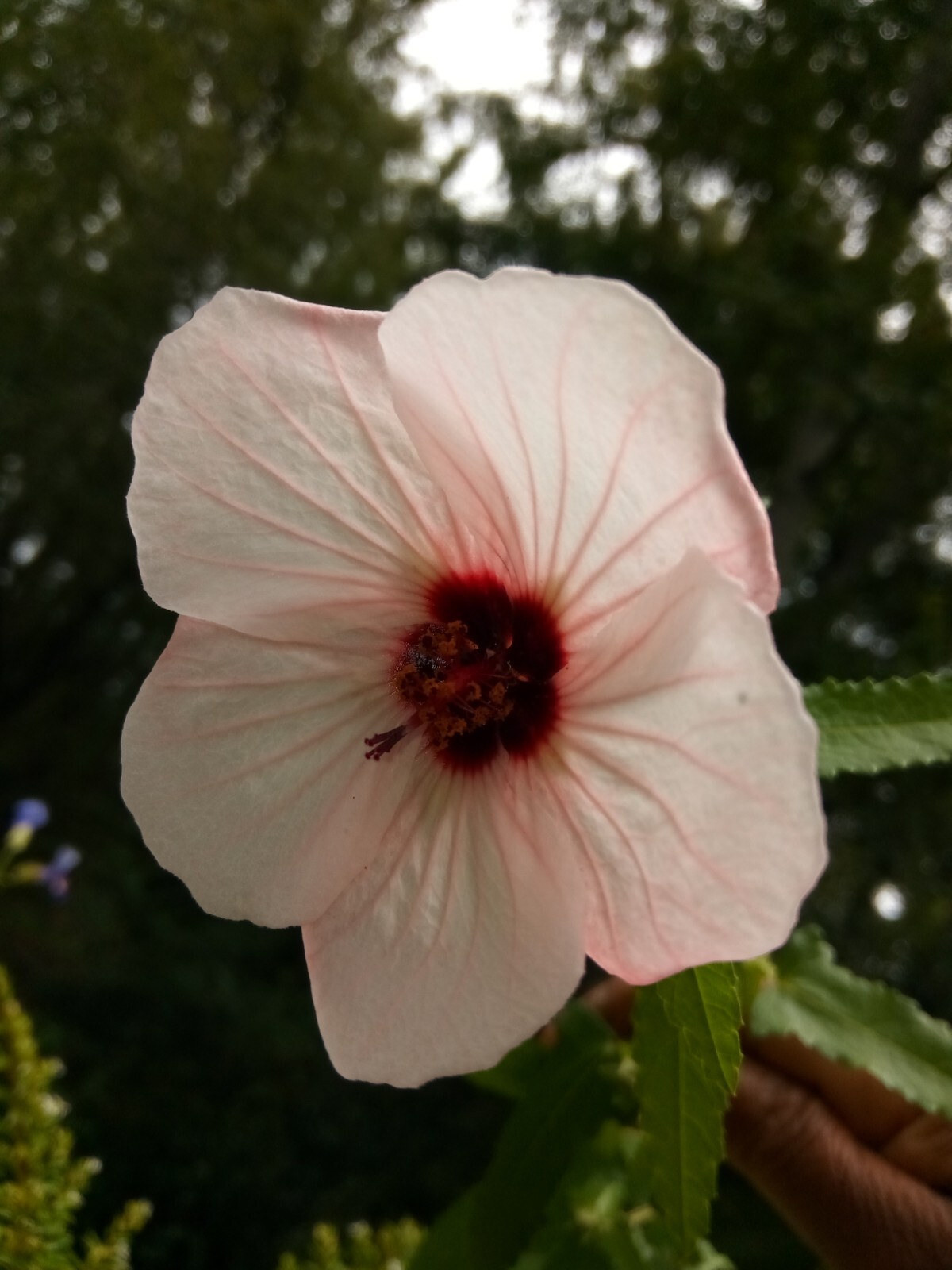 25 Light pink Swamp Rose Mallow Hibiscus Seeds.Medium size Flowers.Maroon Center