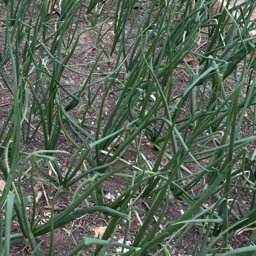 White And red Welsh Bunching Onion Seeds (50 Seeds Each)