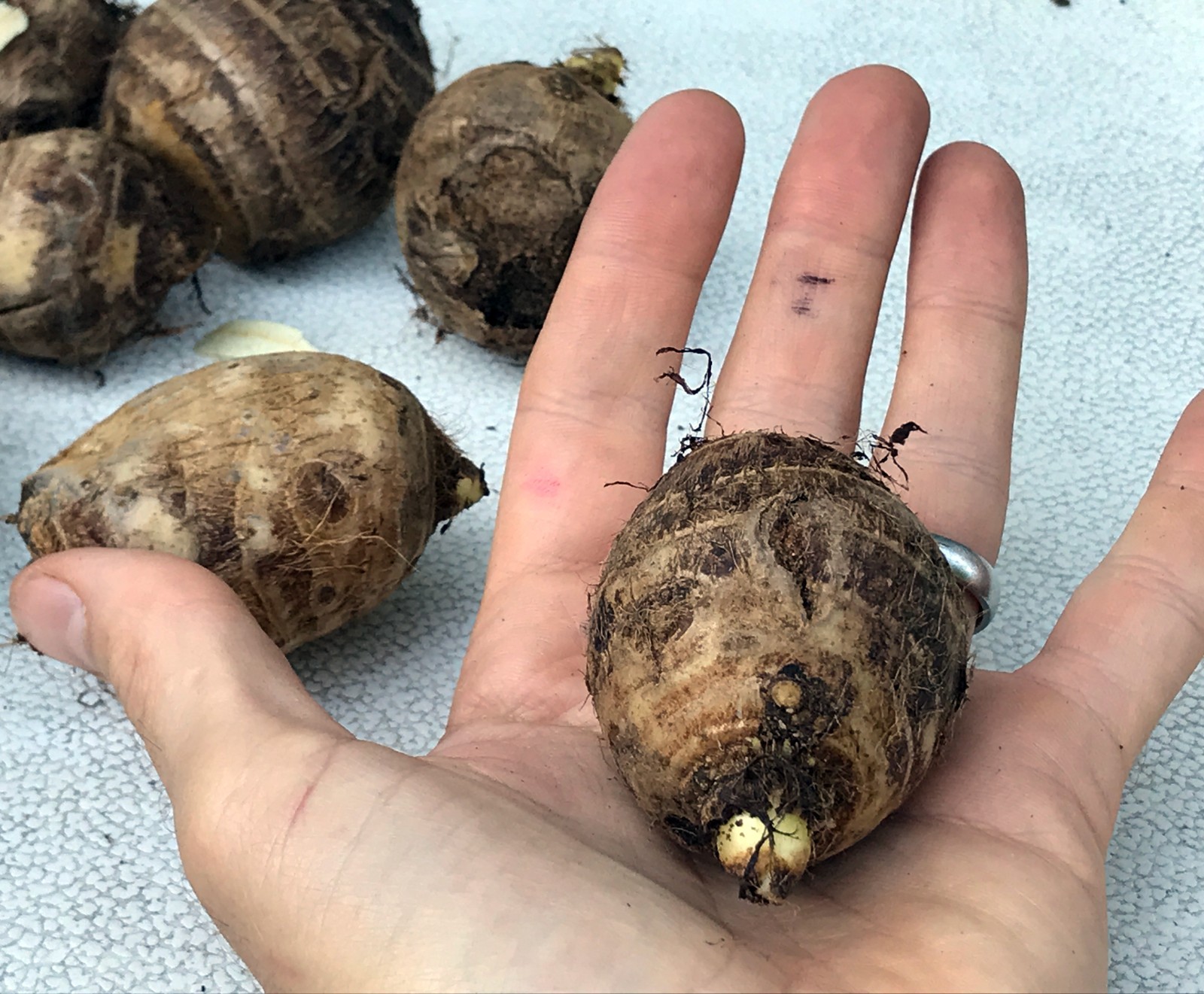 1 LIVE Colocasia Esculenta Elephant Ear Taro Gabi Kalo Eddo Bulbs READY to GROW