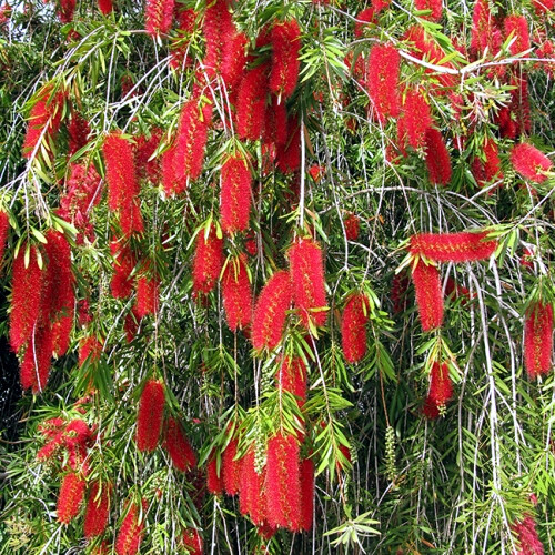 50 WEEPING BOTTLEBRUSH Flower Tree Seeds Garden Plant (Callistemon viminalis)