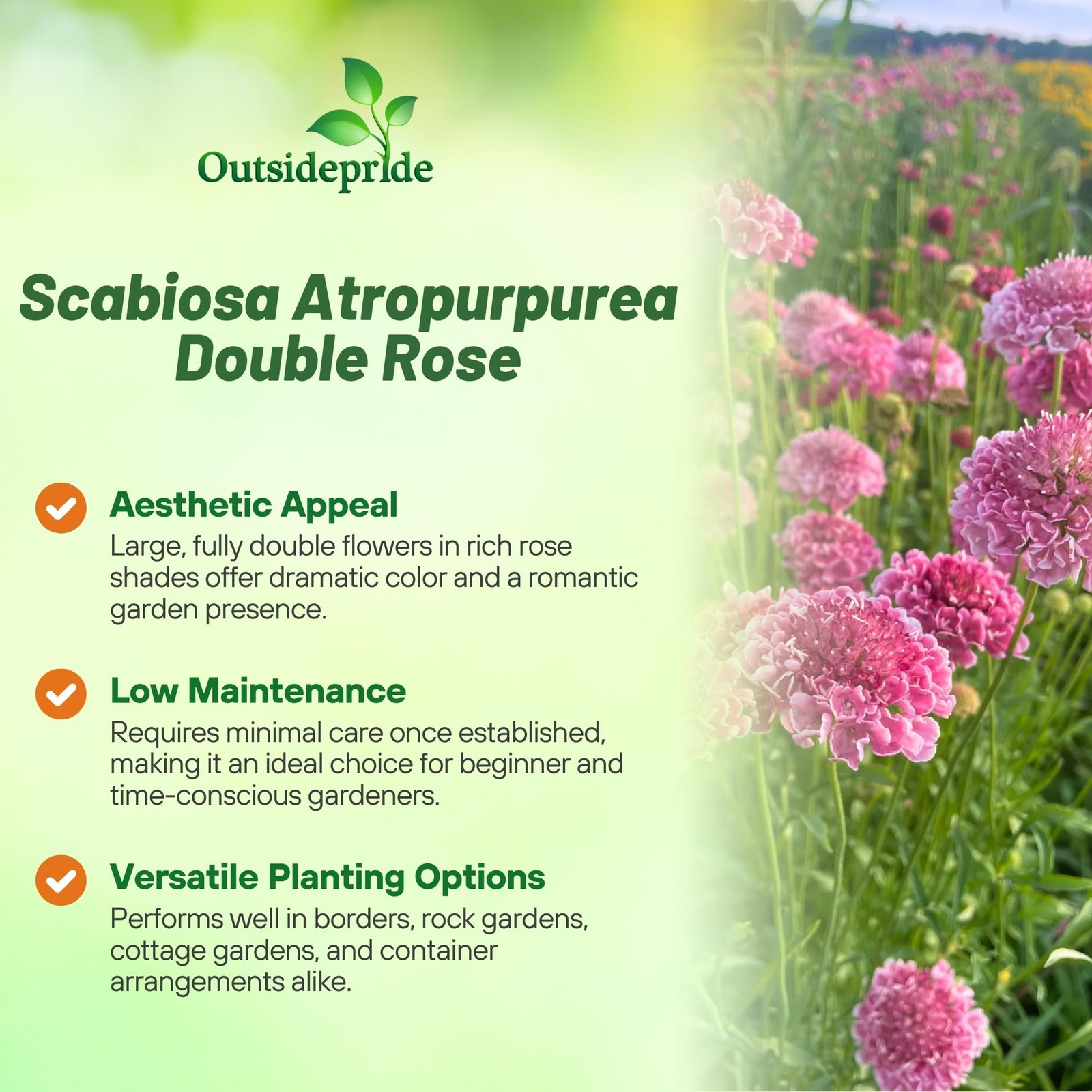 400 Seeds Scabiosa Rose Drought Tolerant Pincushion Garden Flower Plant Seeds