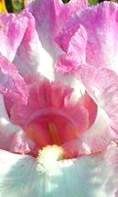 3) Iris Rhizome Bulb /Reblooming /Tall Heirloom
