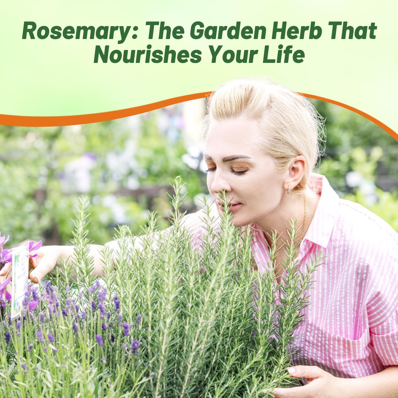 2000 Seeds Rosemary Seed For Planting – Rosemarinus Officinalis Herb Garden