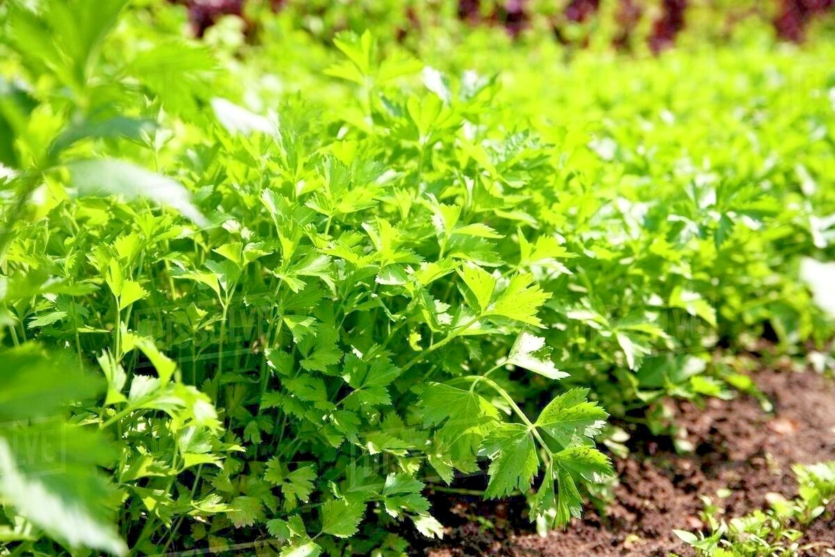 301+ITALIAN Flat Leaf PARSLEY Seeds Organic Herb Garden Containers Culinary Easy