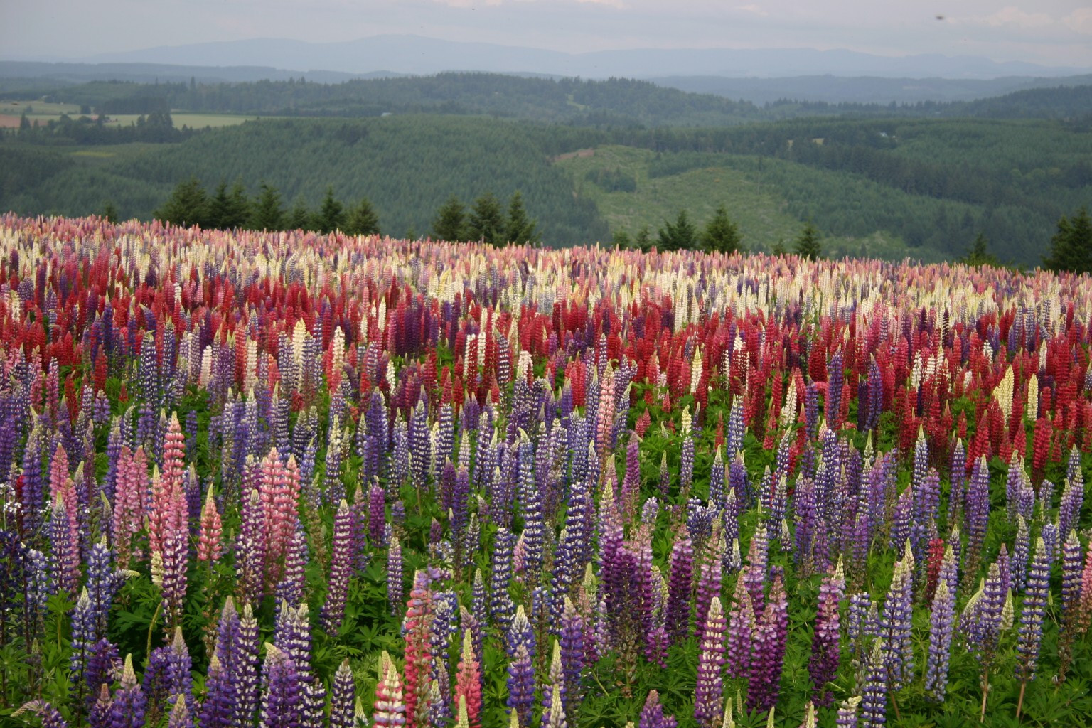 1/2 oz, 500+ seeds Russell Lupine Perennial Mixed Colors Lupinus Polyphyllus