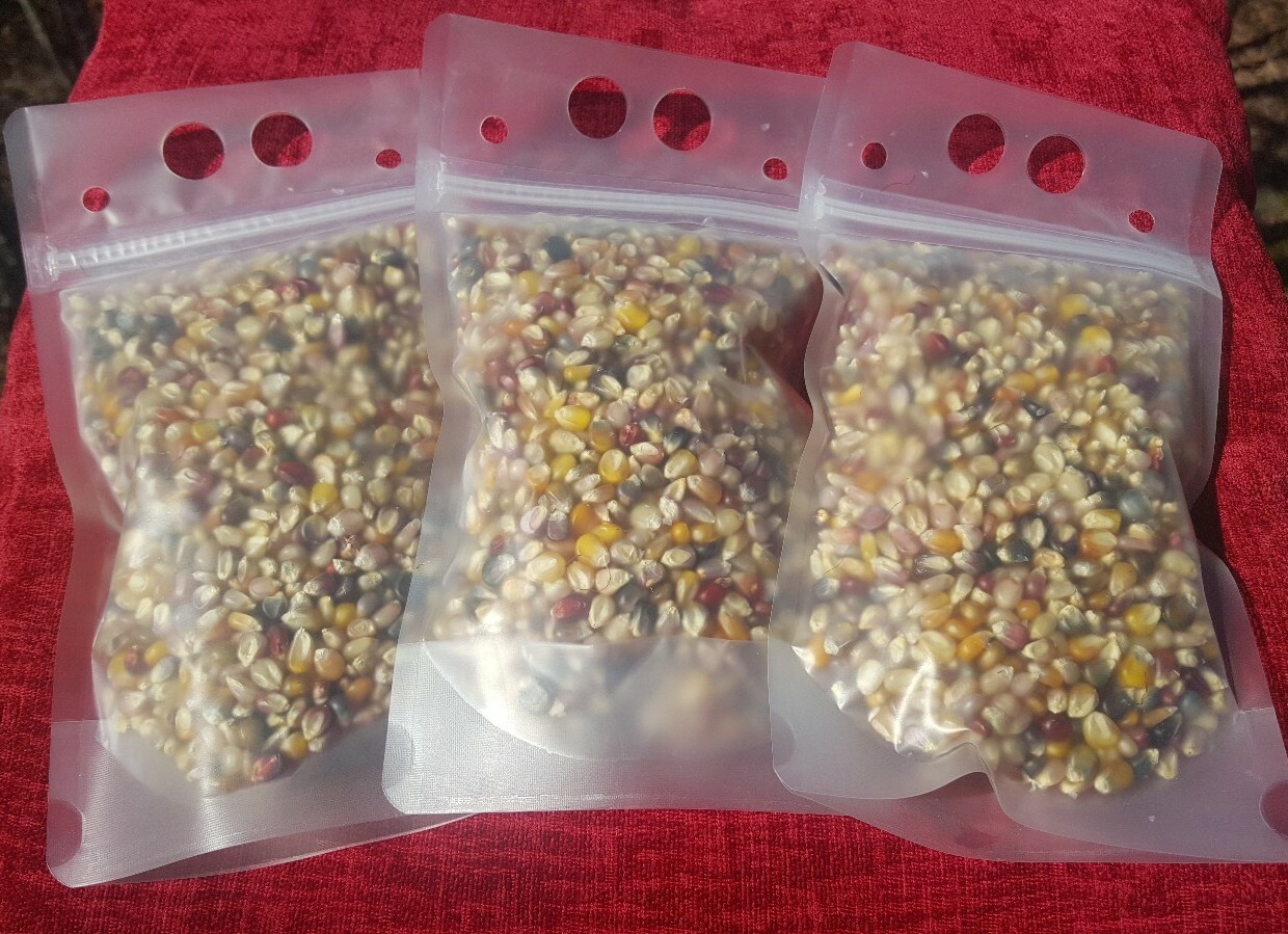 50 Cherokee Glass Gem Corn Seed, Kentucky Grown, USA, Non GMO 2019 crop.