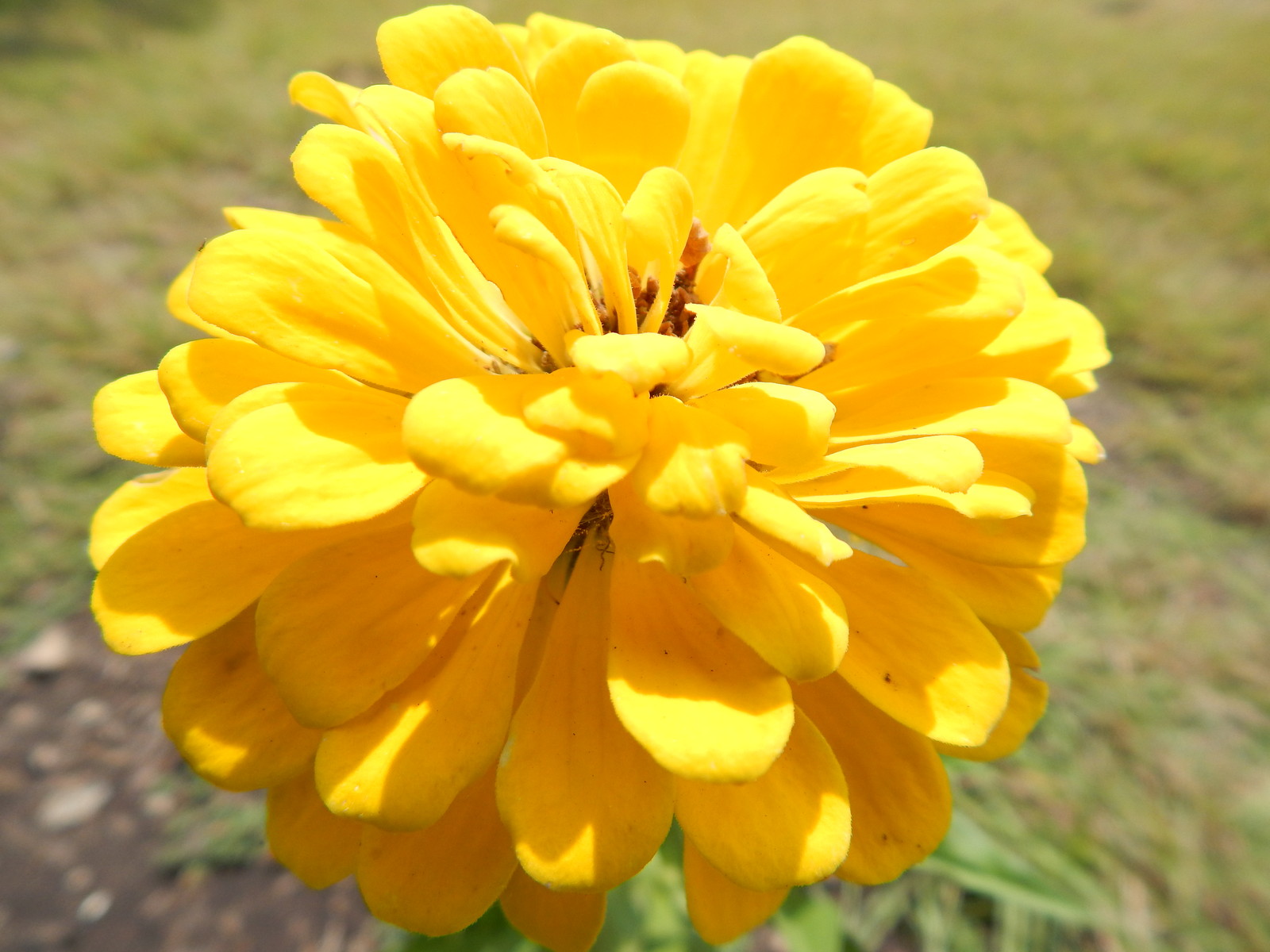 ZINNIA – 50 Fresh Seeds – Mixed Colors – GORGEOUS Blooms!! FREE Shipping