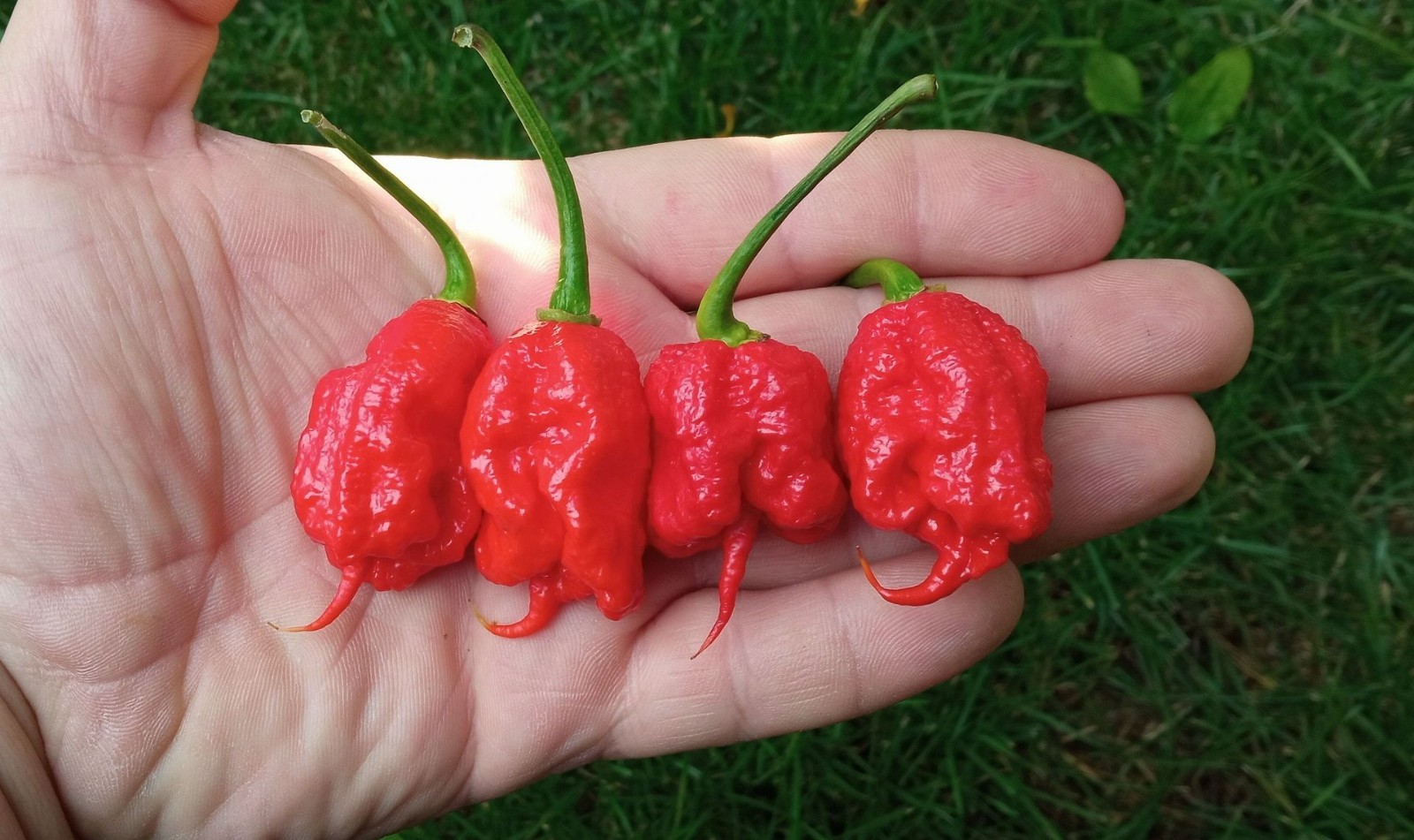 Carolina Reaper Seeds – Award Winner! Non-GMO. High Germ Rate! Monster Yield