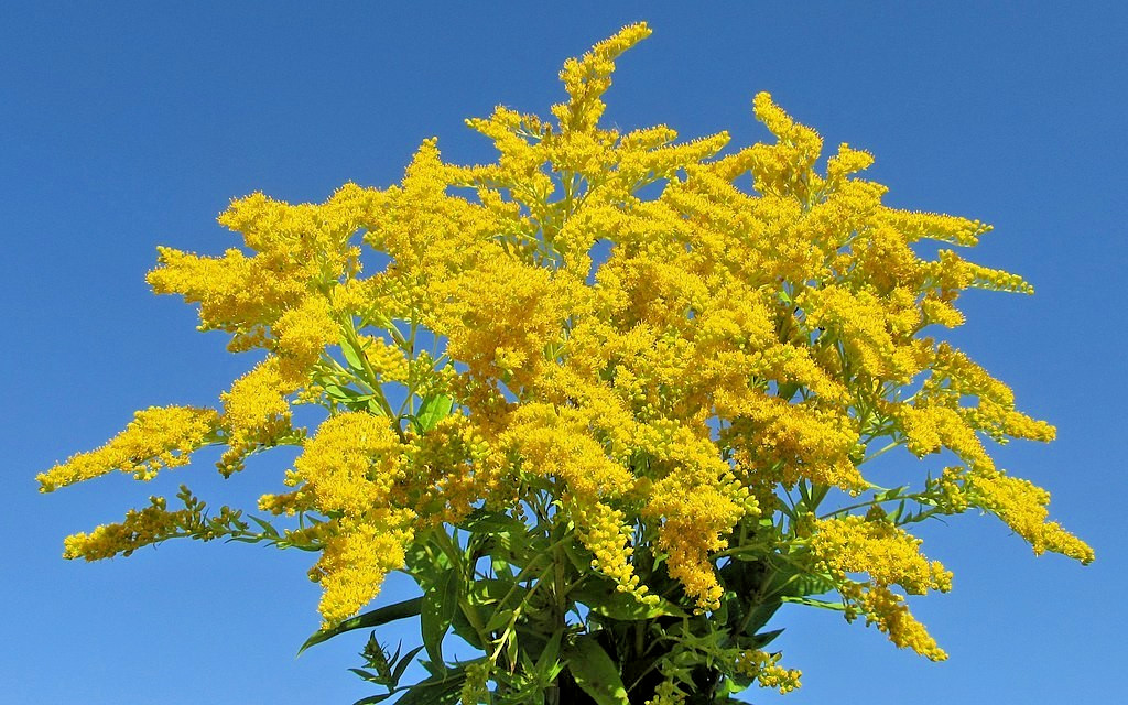 Canadian goldenrod 1000 seeds, solidago canadensis, large flowers, bulk seeds.