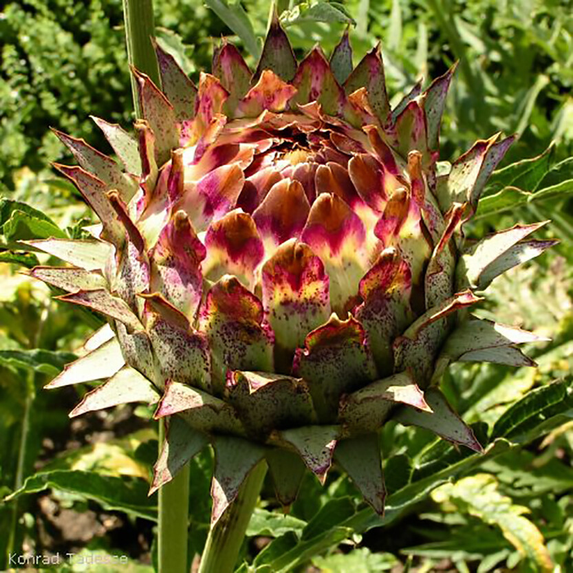 Globe Artichoke, Cynara scolymus, Seeds