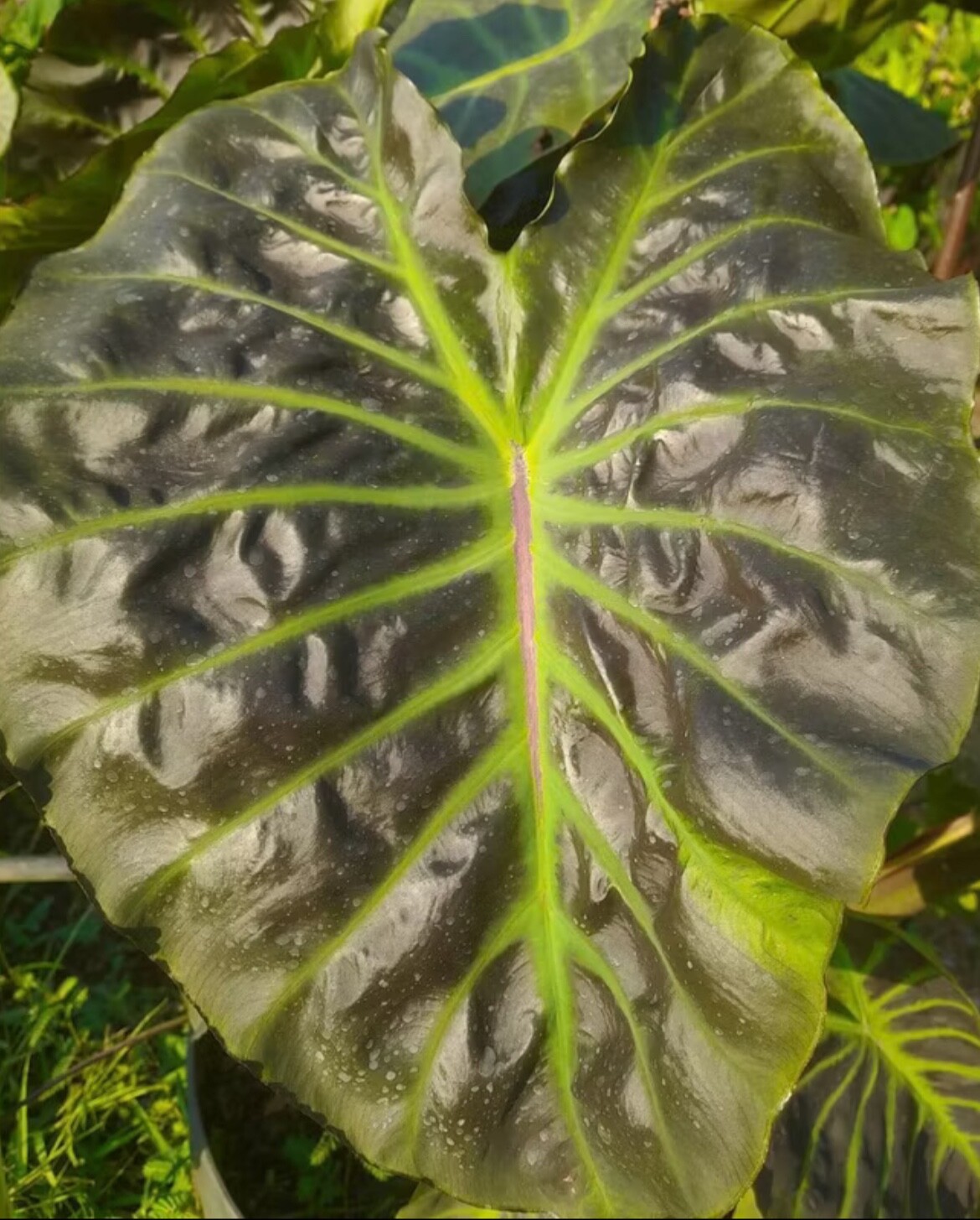 AUTHENTIC Colocasia Vishnu Heavens 1 bulbs