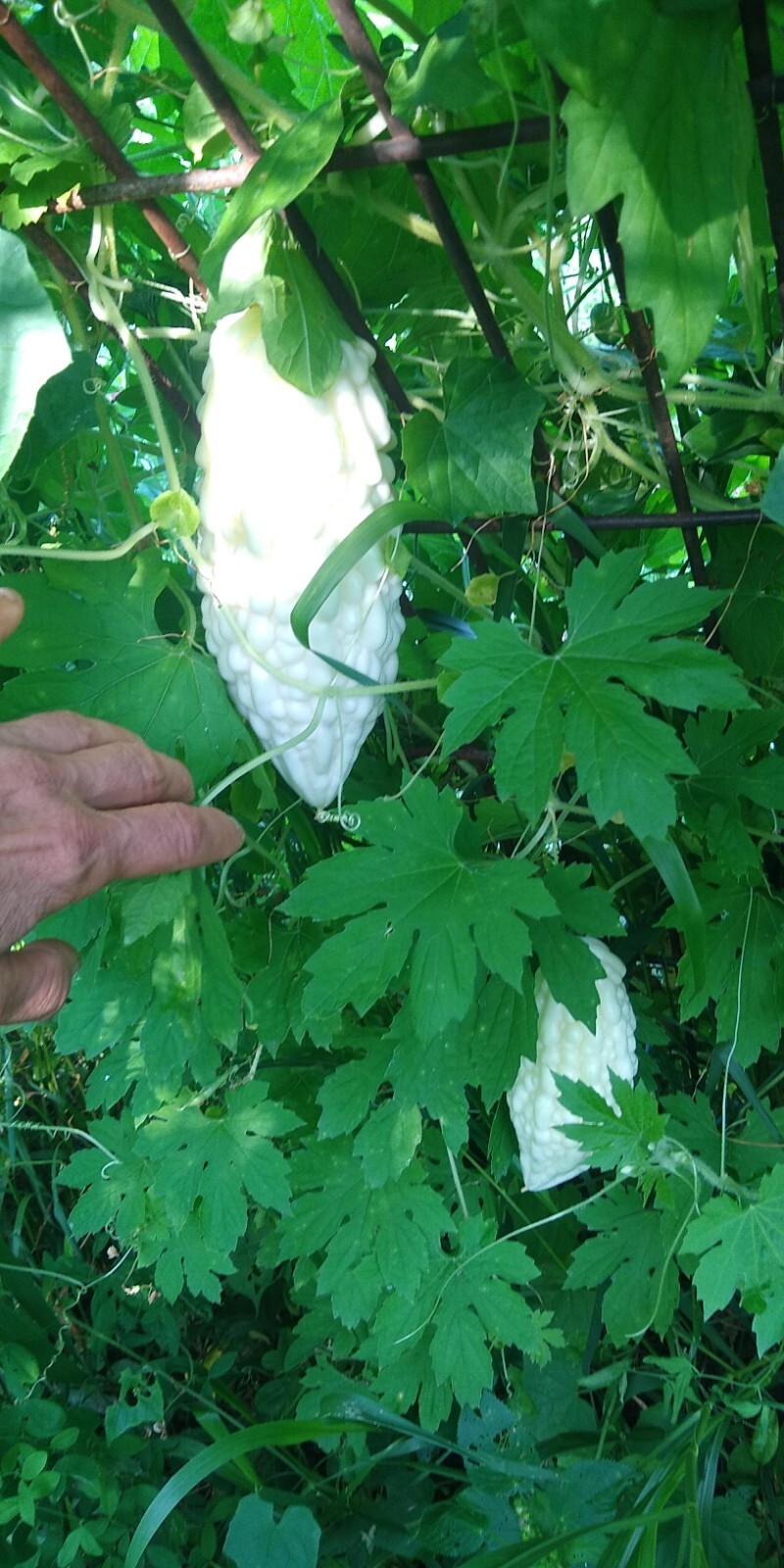 Jyunpaku Okinawan Pure White Bitter Melon ~ 3 to 50 seeds ~ Organic Heirloom~