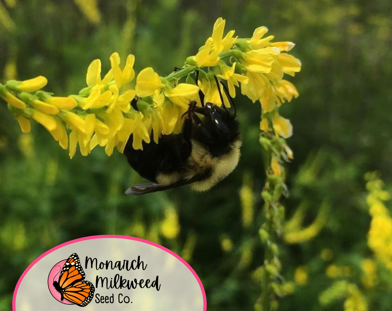 5100+ Yellow Sweet Blossom Clover Seeds | Flower Garden Seed for Pollinator Bees