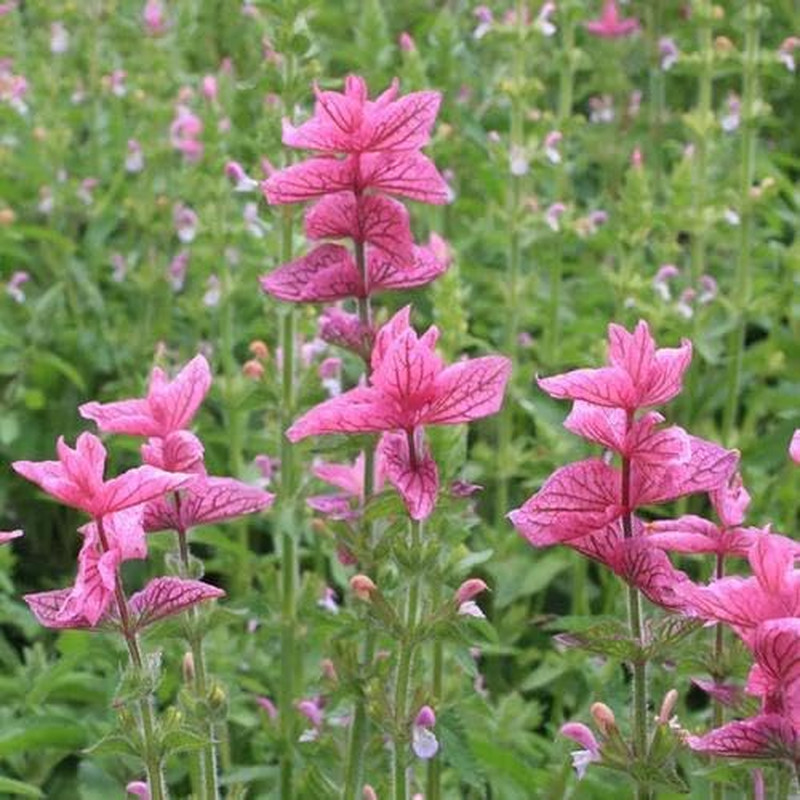 210Pcs Salvia Sage Seeds – Non-Gmo Heirloom Seeds, Drought-Tolerant Cold-Hardy P