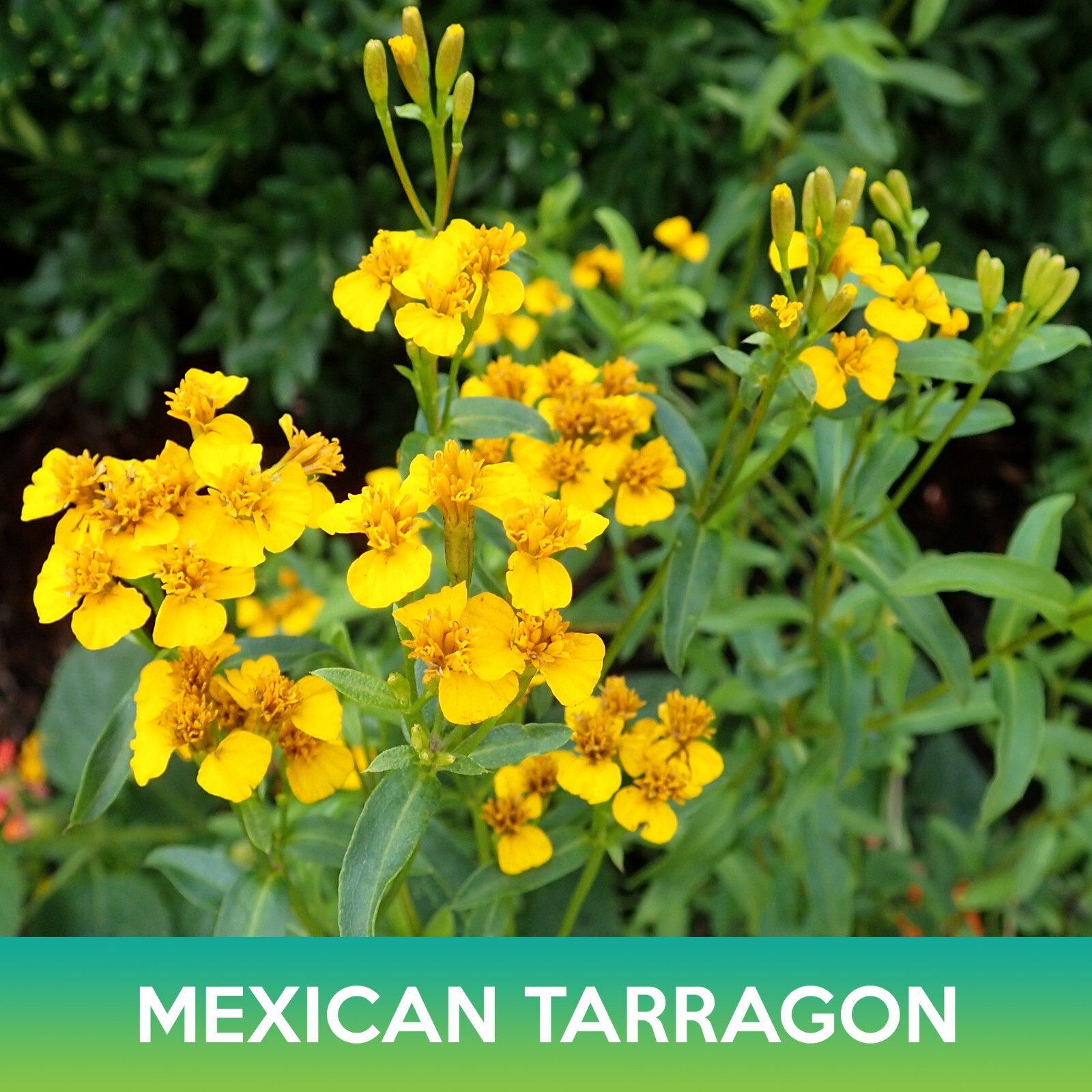 Mexican Tarragon Seeds, Tagetes lucida