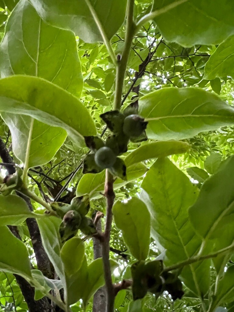 100 Date Plum Tree Seeds – Diospyros Lotus – Persimmon – Free Shipping Bonsai