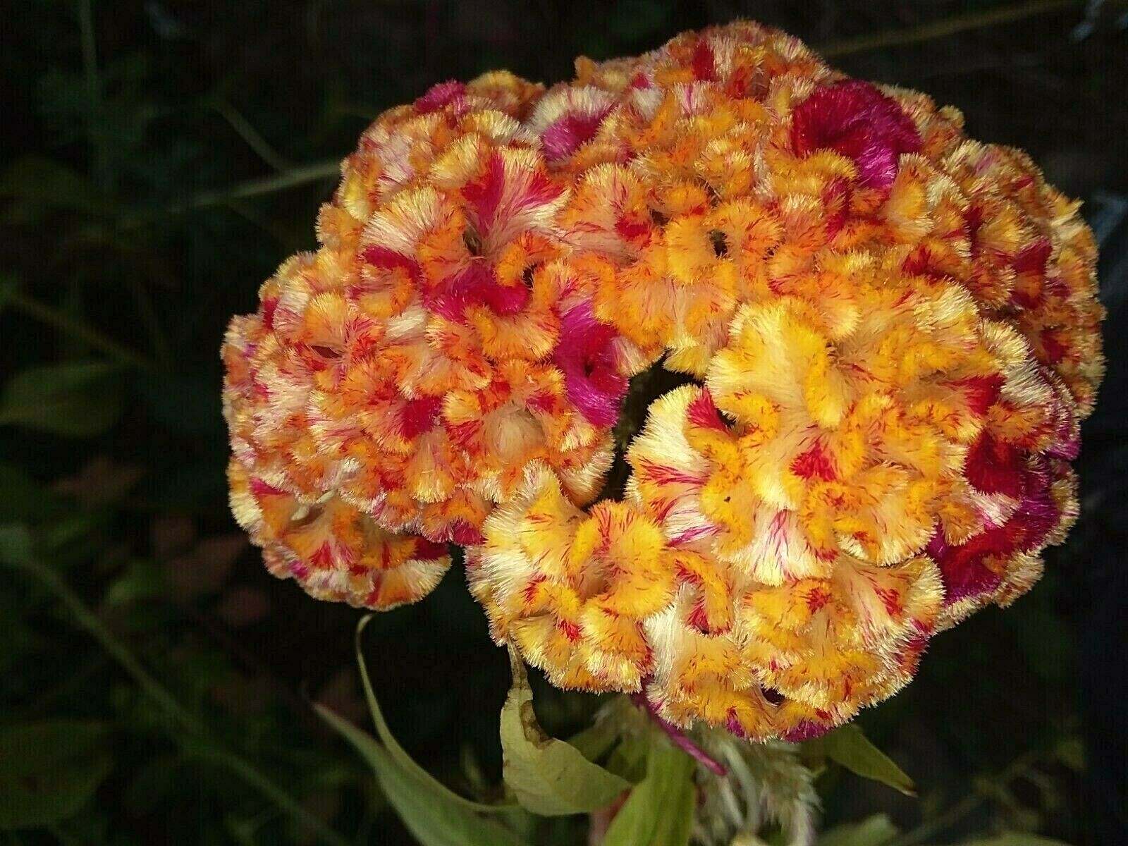 Yellow/Red Marble Brain Celosia 25 SEEDS 4 ft. tall Comb. S/H See Our Store