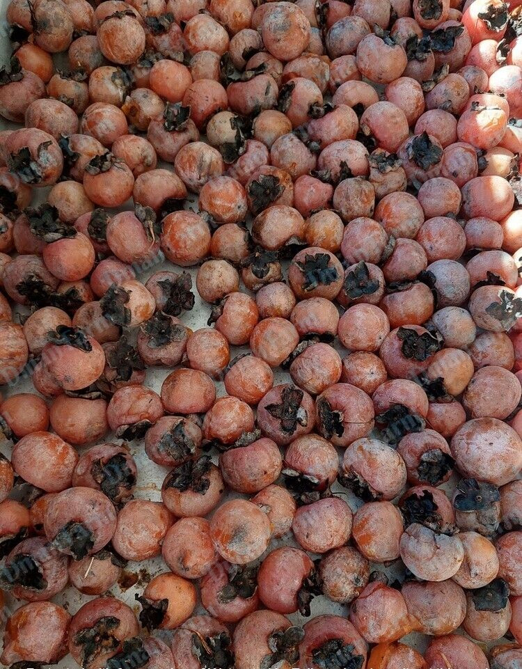 15 American Native Persimmon Tree STRATIFIED Seeds – Diospyros Virginiana