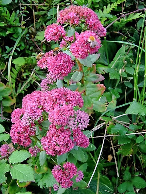 10 EMPEROR’S WAVE SEDUM Red Upright Telephium Succulent Flower Rock Garden Seeds