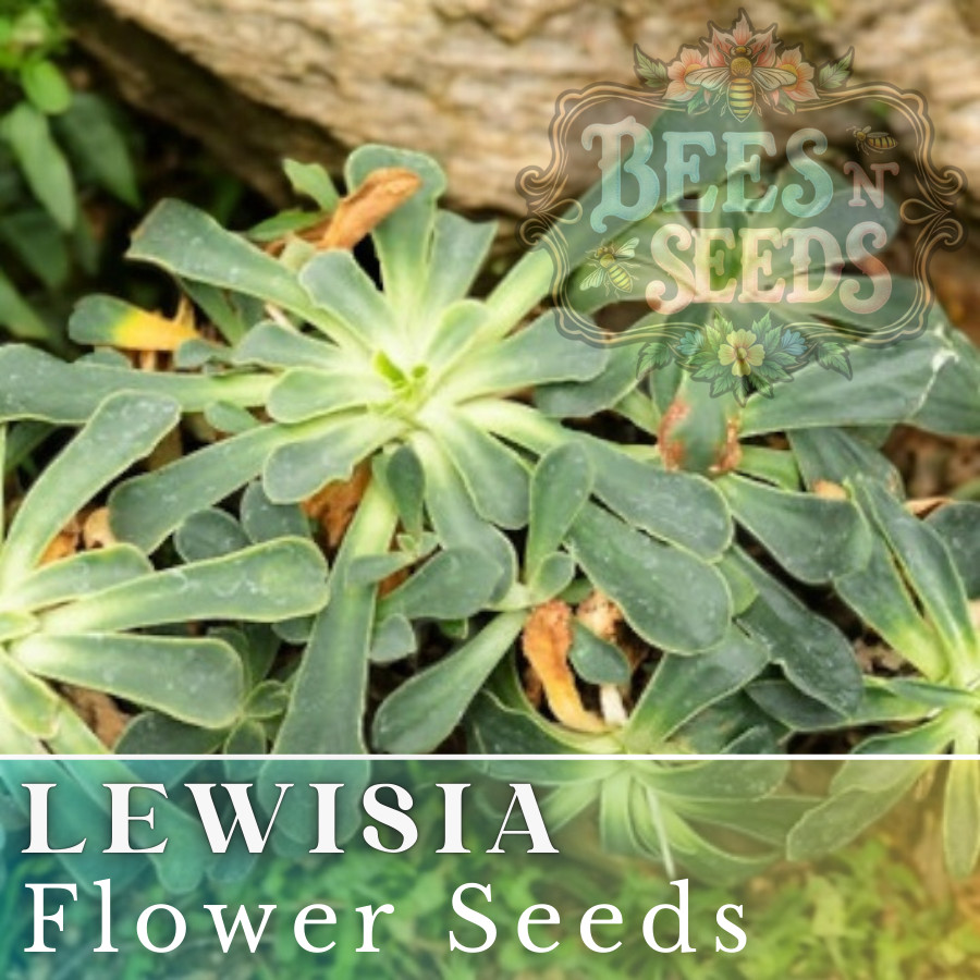 Golden Yellow Lewisia Seeds 35 or 100 Seeds Flower, Flower Seeds, Non GMO Garden