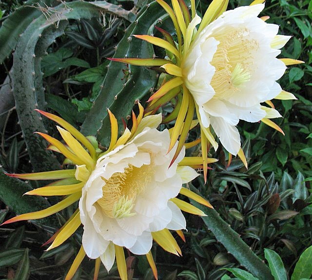 Hylocereus costaricensis | Night-blooming Cereus | 20 Seeds