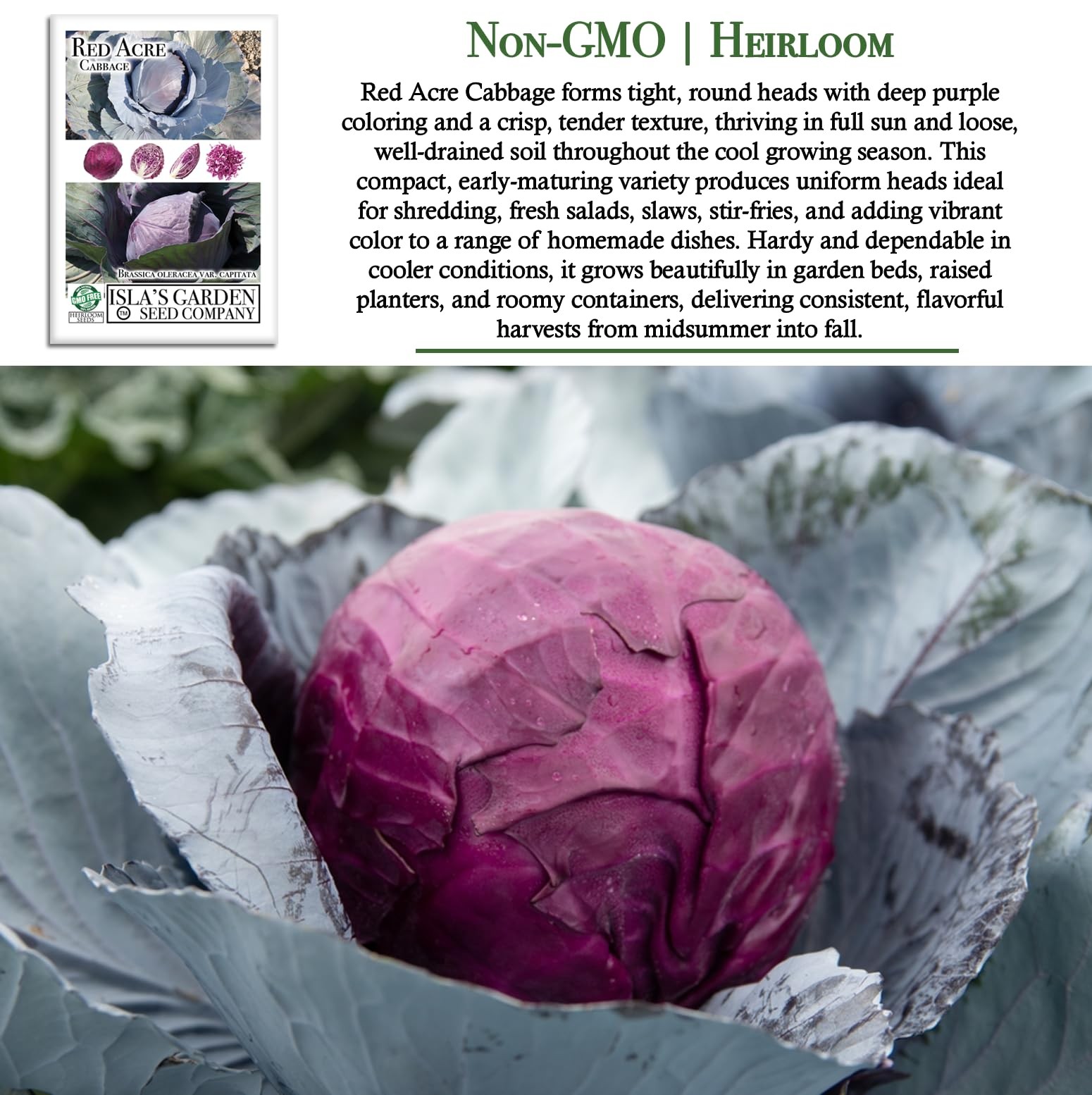 Red Acre Cabbage Seeds (Brassica oleracea var. capitata f. rubra) – 250+ Non-…