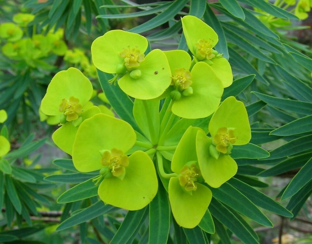 7 GOPHER SPURGE PERENNIAL SEEDS (Euphorbia lathyris – caper or paper spurge)