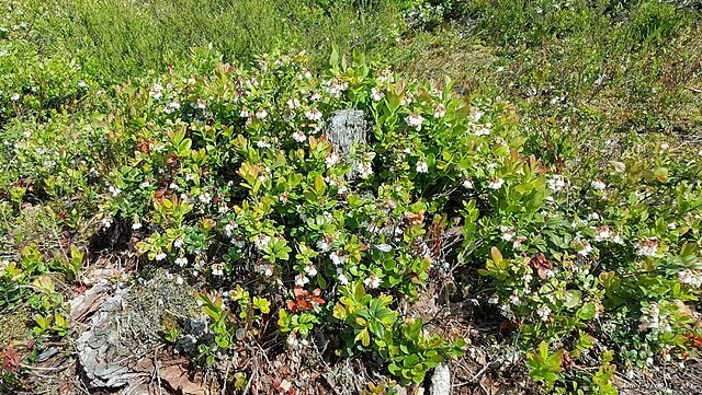Vaccinium vitis-idaea | Lingonberry | 10 Seeds