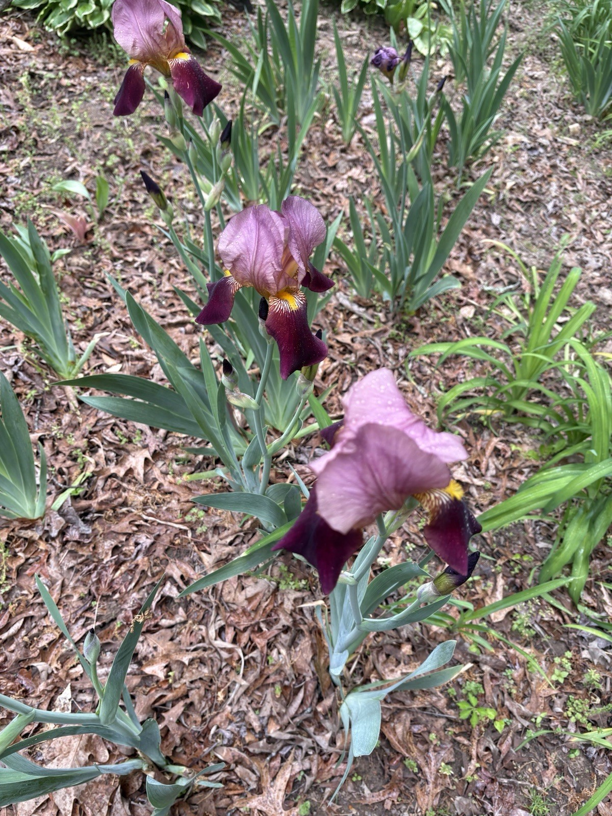 Iris Bulbs, Pink Magenta, Indian Chief, 5 Freshly Dug