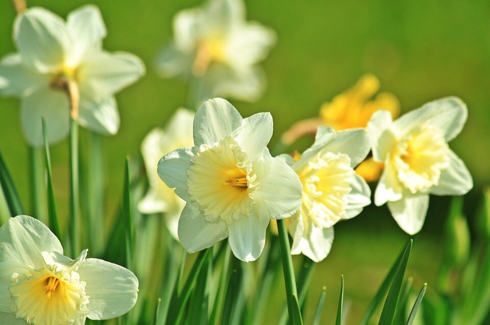 White Daffodil Bulb, Garden Flower, Ready to plant and grow