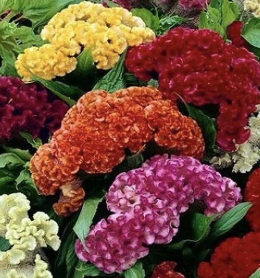 6 VARIETY SEEDS.MOSS ROSE ,BLACKEYED SUSAN, COCKSCOMB, COLEUS,FOXGLOVE,S WILLIAM