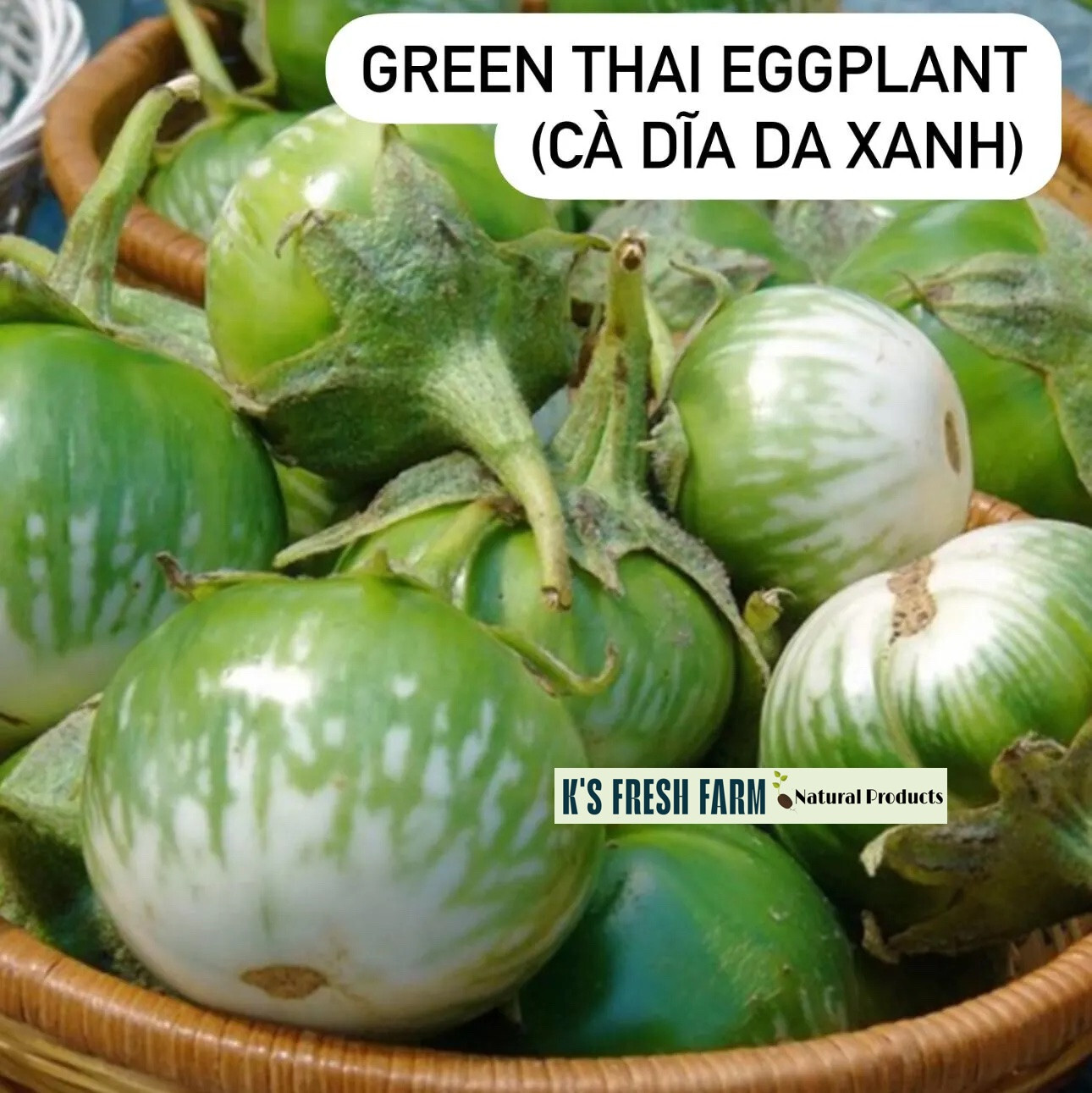 Eggplant Seeds(White+Purple Round/Long Purple/Green Thai) Cà Pháo/ Cà tím/Cà dĩa