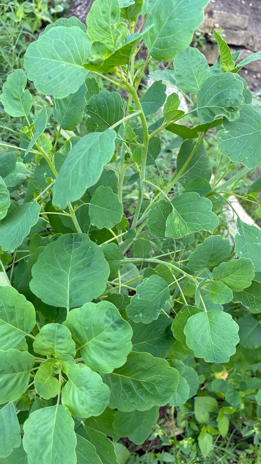 🔥 Papalo 1000+ Semillas 🌿 (Porophyllum ruderale)